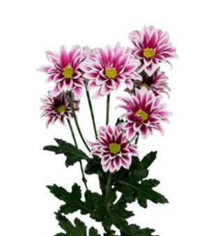 crisantemo arlequin