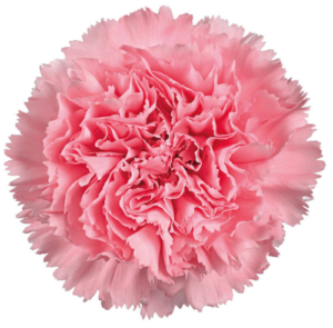 Clavel Fancy Rosa
