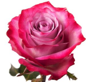 Rosa Deep Purple Extra