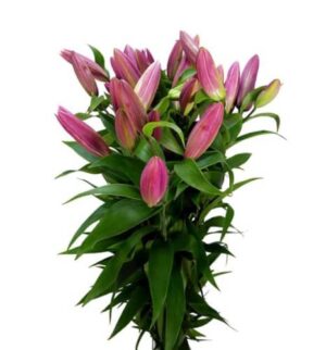 Lilium Oriental