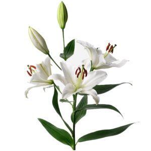 Lilium Blanco