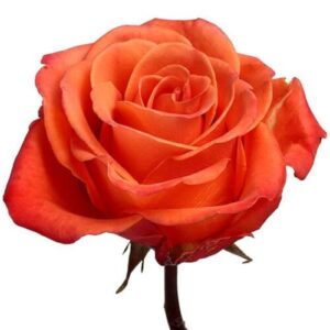 Rosa Orange Crush Extra