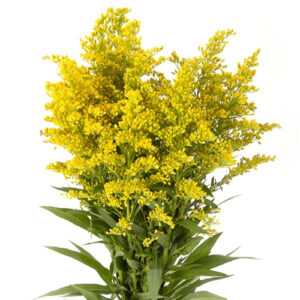 Solidago Nacional