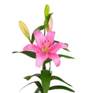 Lilium-La Brindisi