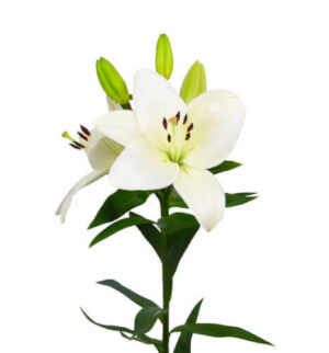 Lilium-La Litouwen
