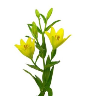 Lilium-La Nashville
