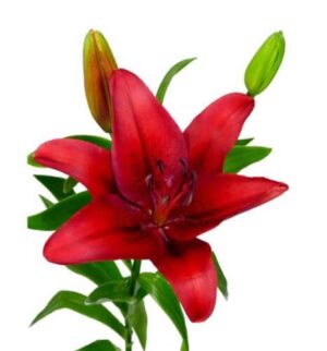 Lilium-La Original Love