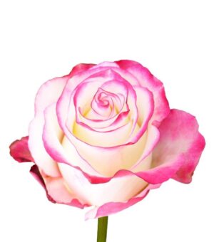 Rosa Sweetness Extra