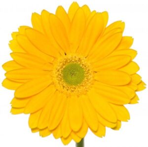 Gerbera Nac. Amarilla