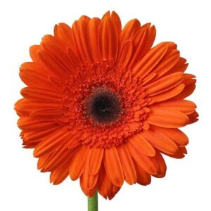 Gerbera Nac. Naranja