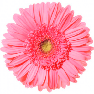 Gerbera Nacional
