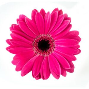 Gerbera Nac. Fucsia