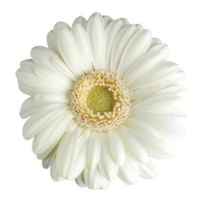 Gerbera Nac. Blanca