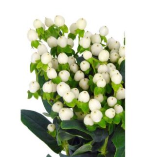 hypericum blanco