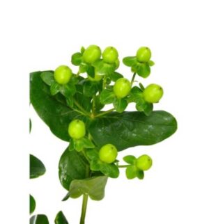hypericum verde
