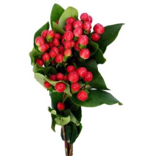 hypericum rojo
