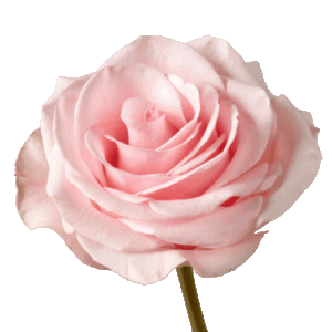 Rosa Novia Extra