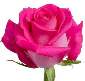 Rosa Pink Floyd Extra