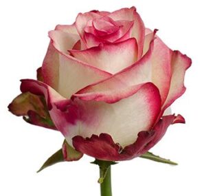rosa paloma