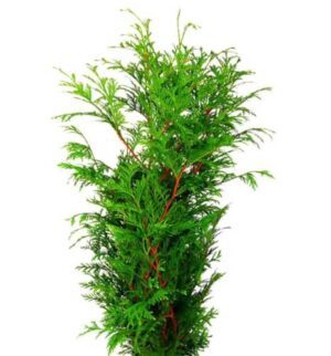 Hoja De Tuya
