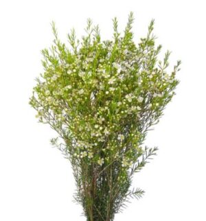 Flor De Cera