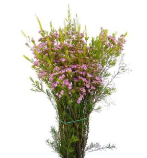 Flor De Cera