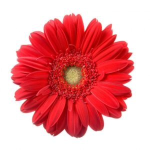 Gerbera Nac. Roja