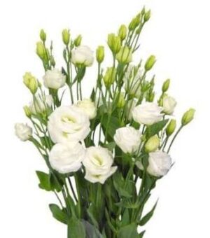Lisianthus Blanco Extra