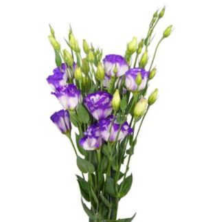 lisianthus morado blanco