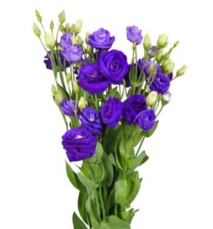 lisianthus morado