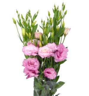 Lisianthus Rosa Extra