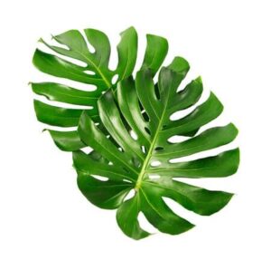 hojas de monstera
