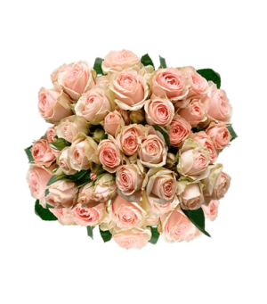 Rosa Spray Blush Cream