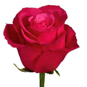 Rosa Cherry O! Extra