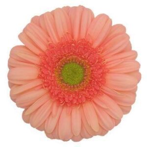 Gerbera Nac. Salmon