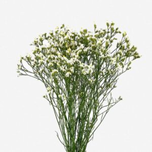 Limonium Blanco