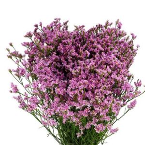 Limonium
