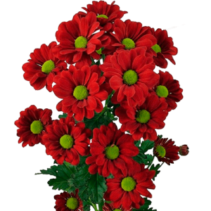 Crisantemo Bacardi Rojo