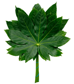comprar aralia