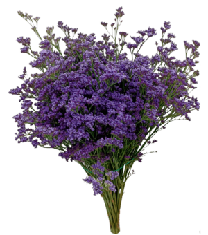 limonium morado lila