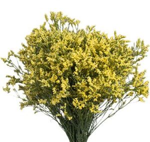 Limonium Amarillo
