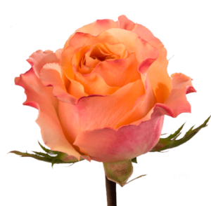 Rosa Carpe Diem Extra