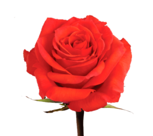 Rosa Hilux Extra