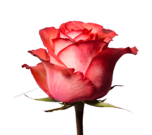 Rosa Iguana Extra
