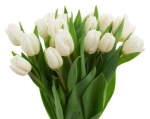 Tulipán Fortaleza