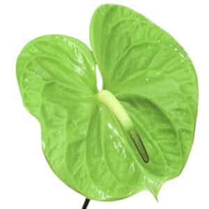 Anthurium