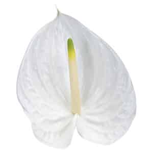 Anthurium Blanco