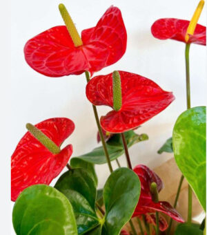 Anthurium
