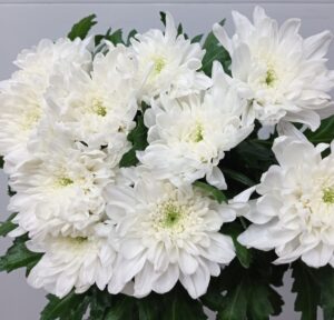 Crisantemo Spider Uniflora Blanco