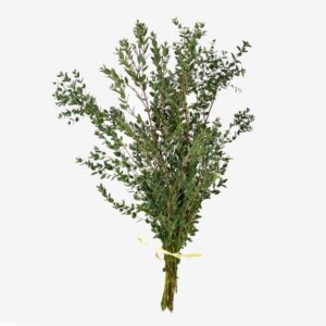eucalipto parvifolia